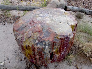 Petrified Forest